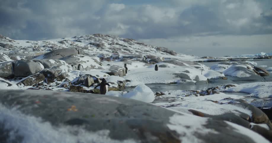 The penguins are standing in the snow