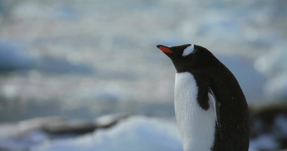 A penguin stands near a stream in the arctic during the day