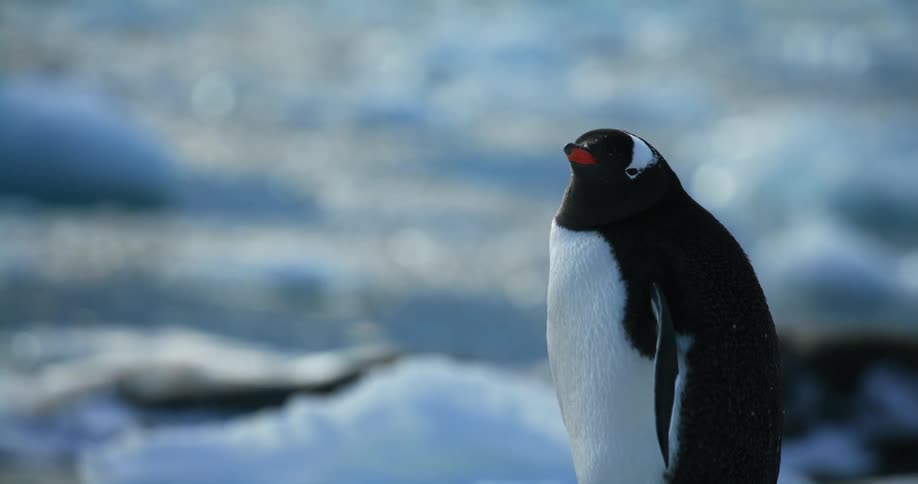 A gentoo penguin turns its head while standing in snow near shimmering water
