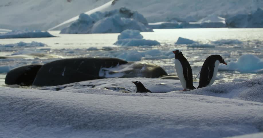 A group of penguins is on the ice near a body of water