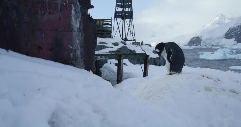 Penguin standing next to a rural building in the arctic