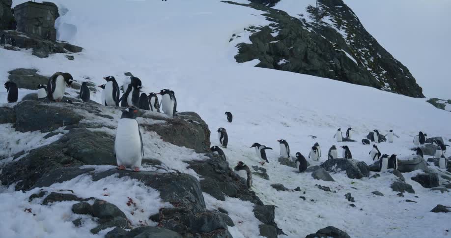A group of penguins stand together on rocky terrain covered in snow during the day