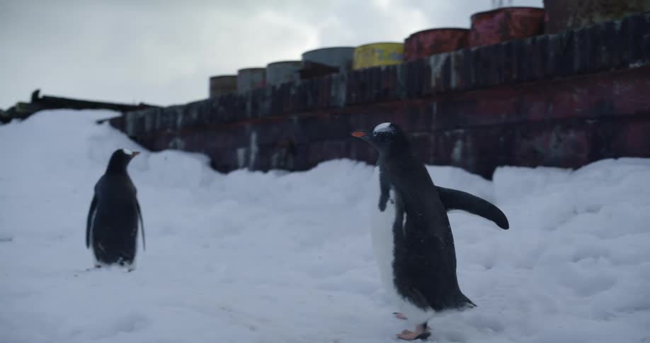 Two penguins walk in the snow next to containers behind a fence