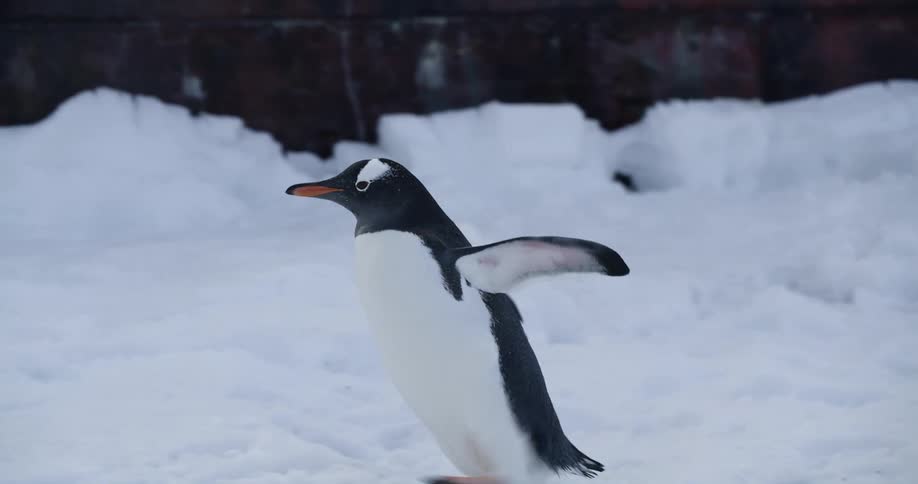A penguin walks across an icy landscape