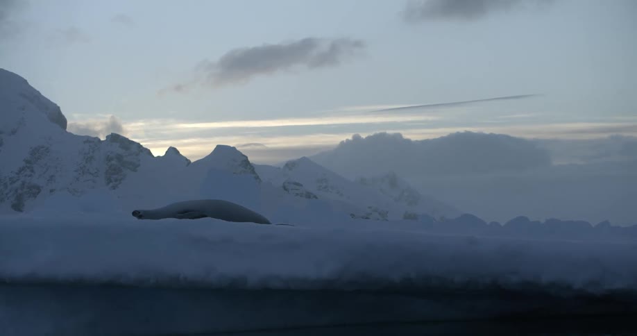 A seal is sleeping in the snow