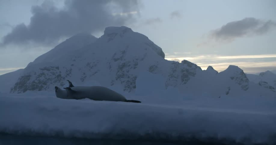 The seal is laying down in the snow