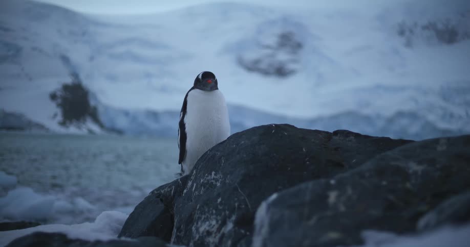 A penguin stands on the coast in the arctic during the day