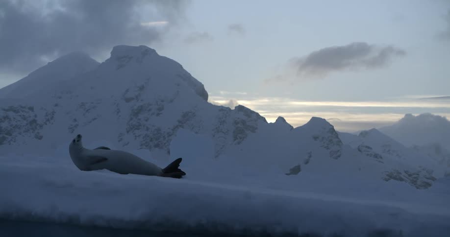 An adult seal sleeping over the white snow in front of a mountain at sunset