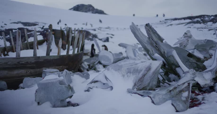 Penguins stand on debris near wooden posts and planks with other penguins on a snow covered ridge
