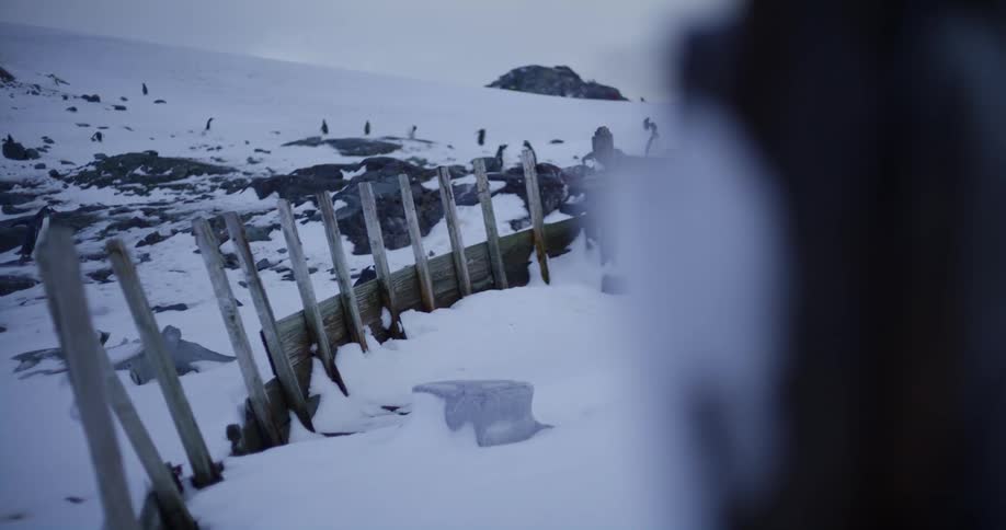 A penguin walks up a rocky and snow covered incline near wooden fence posts