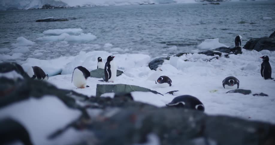 A big group of penguins is relaxing on the icy shore