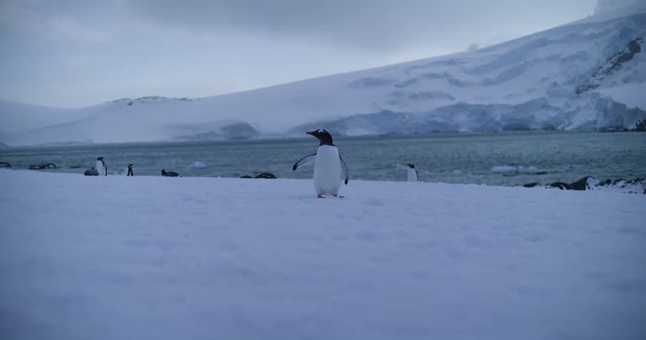 Penguins move around by the water