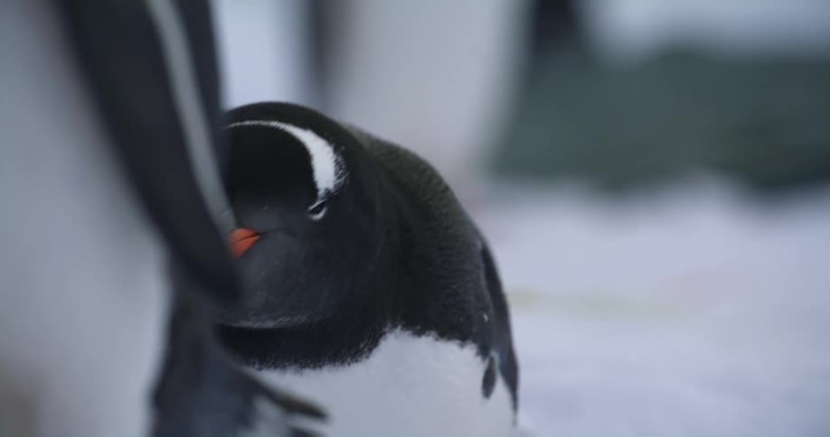 Penguins are on the ice as one looks straight ahead