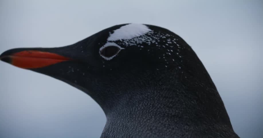 Close up of the head of a penguin looking around outdoors