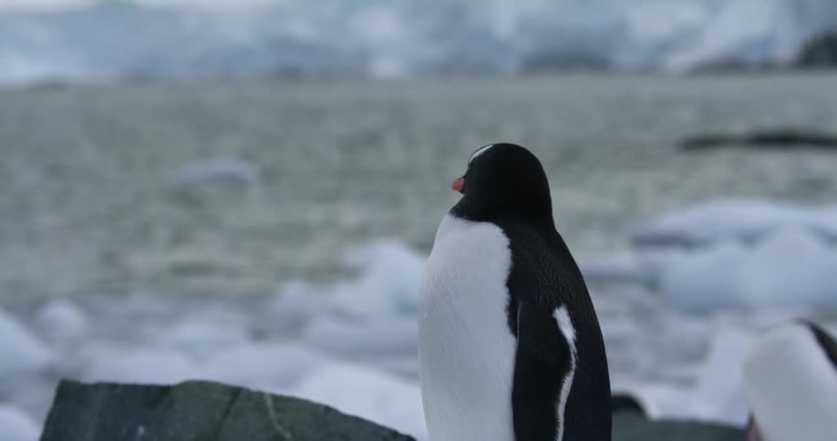Gentoo penguins standing and walking on snow and ice near the ocean