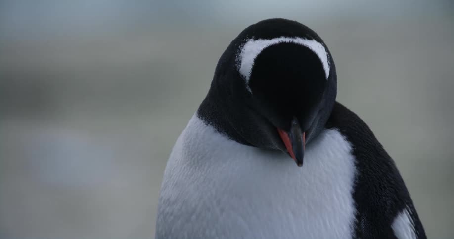 A penguin looks around