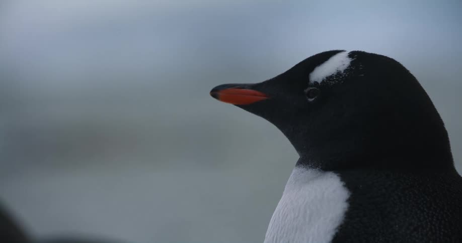 A penguin is looking around and there are other penguins nearby