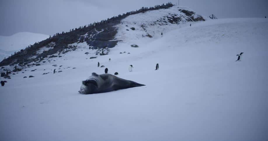 A large seal lays on the ice as a penguin walks around