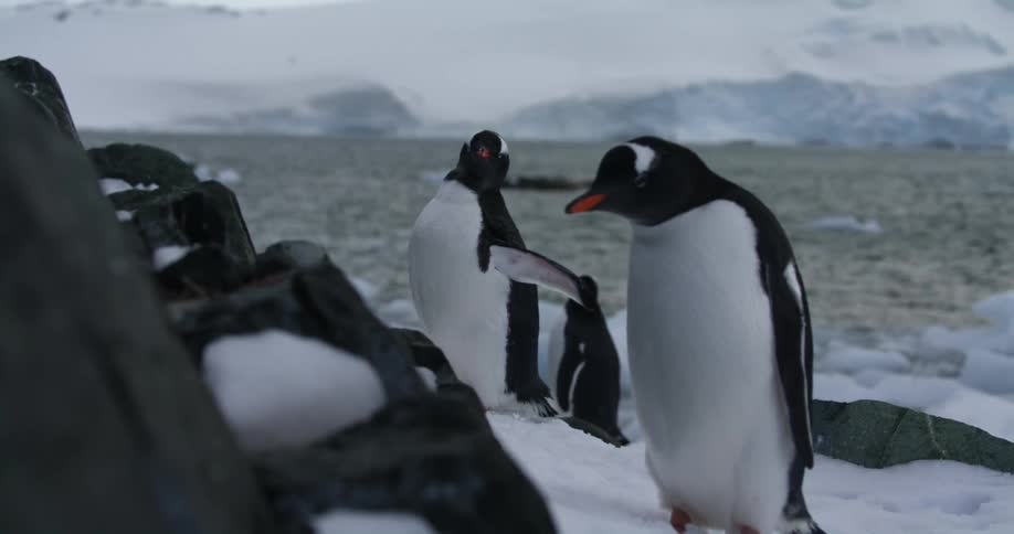 The penguins stand together in the ice