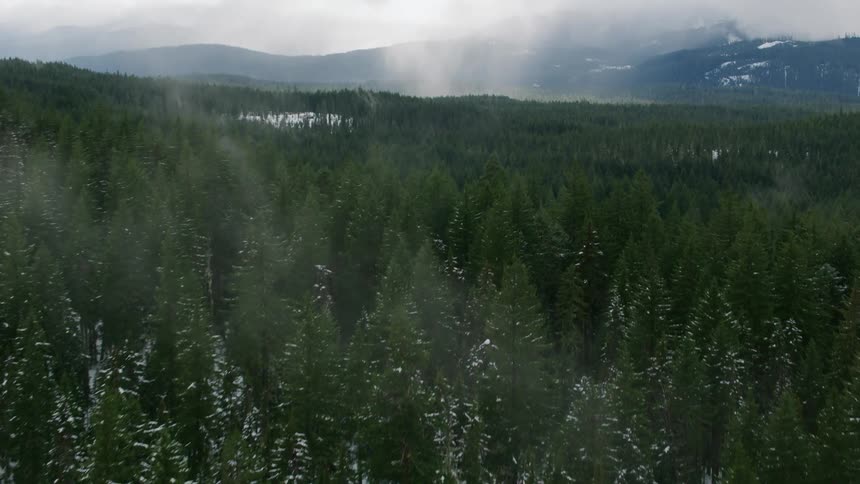 An evergreen forest below a mountain covered in fog during the day