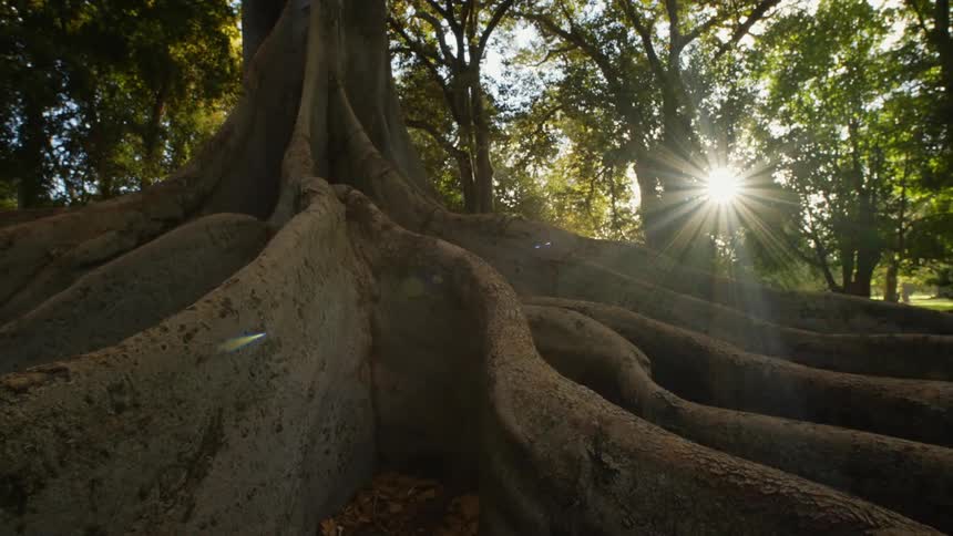 A close up of the base of a tree with an insect flying past and the sun shining down in to the forest