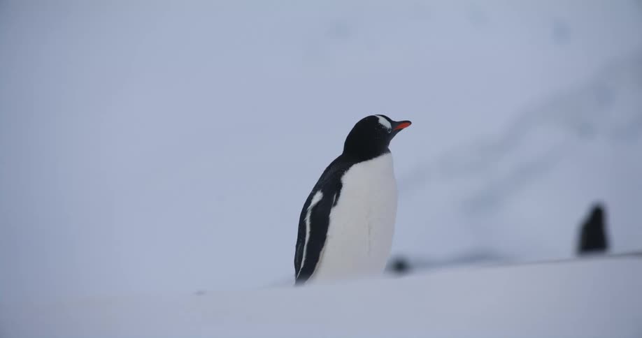 A penguin is on a snow covered hill looking around and there are other penguins in the distance