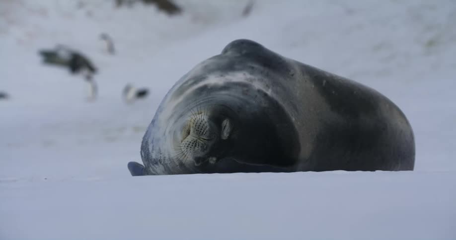 A fat seal sleeping on its side in the snow with penguins walking and waddling behind