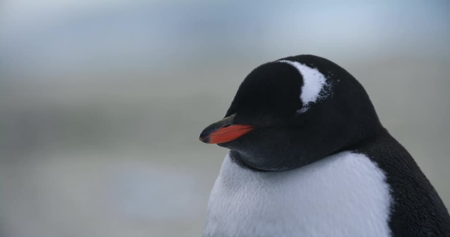 A penguin is standing around