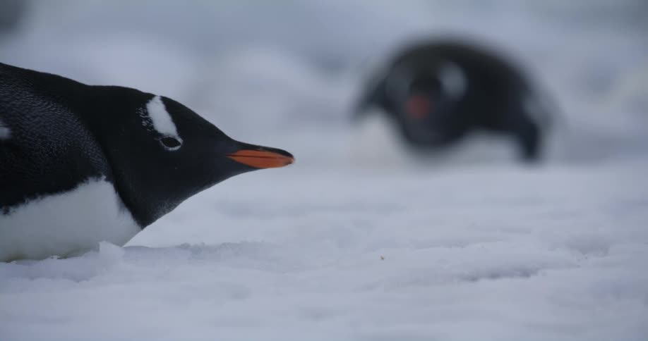 A penguin is sleeping on the snow and lifts its head when a white bird walks by