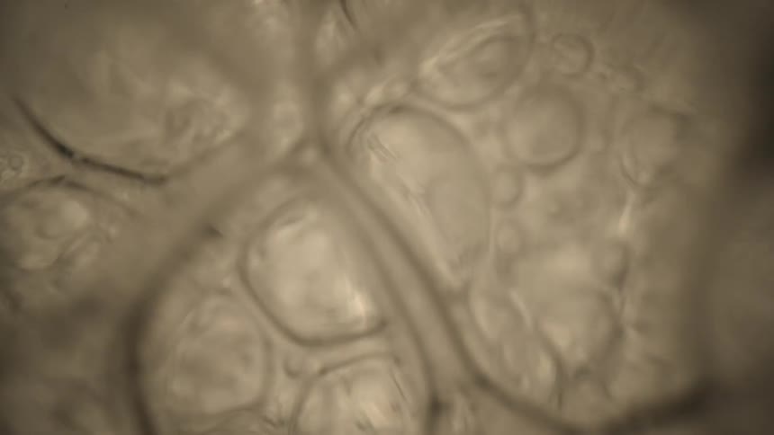 Bubbles forming and popping in thick liquid
