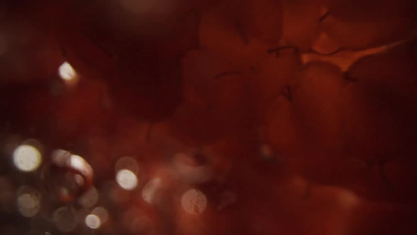 Close up of raspberries in liquid with bubbles