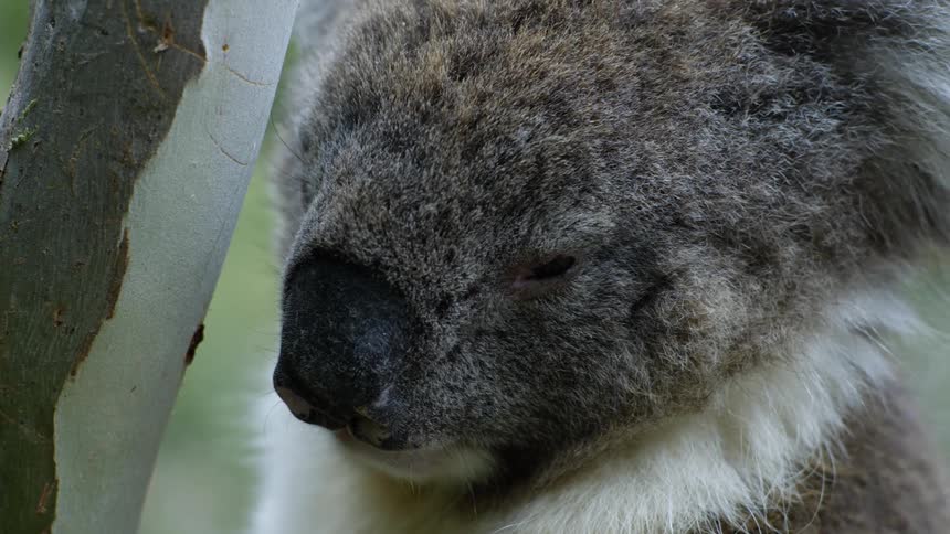 A sleepy koala bear turns its face toward the bark stripped branch
