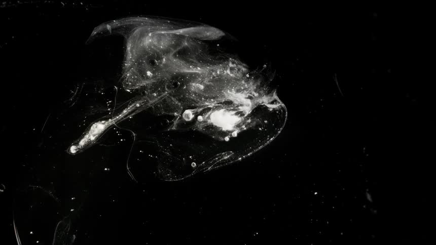A whitish gray substance that looks like a web of a universe moves and turns in the darkness