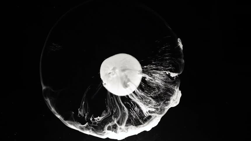 A circular wave expands out from a dissolving white center