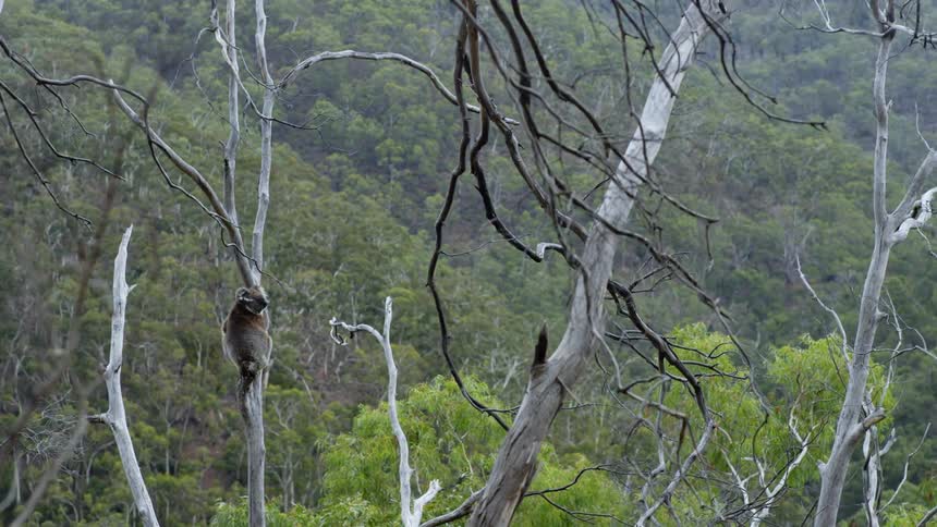 An animal is sitting high up in a tree during spring