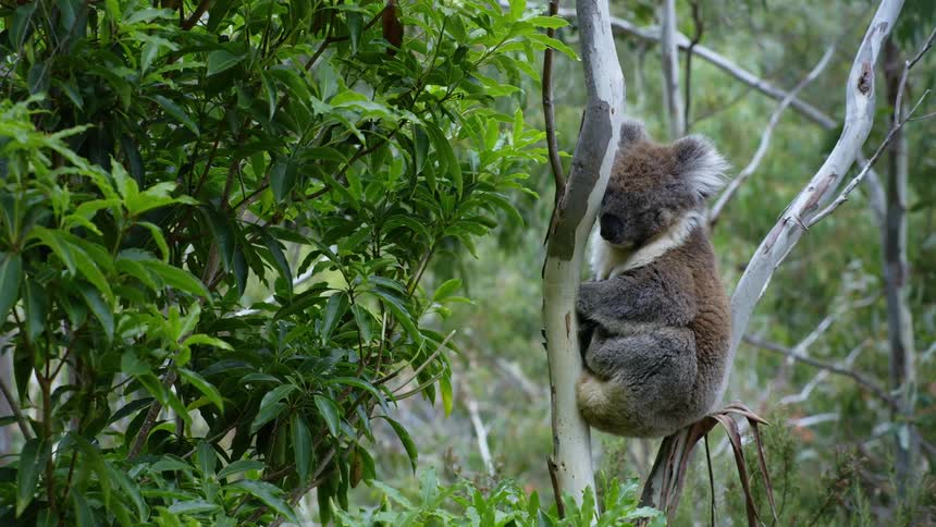 A koala is sleeping on a tree branch