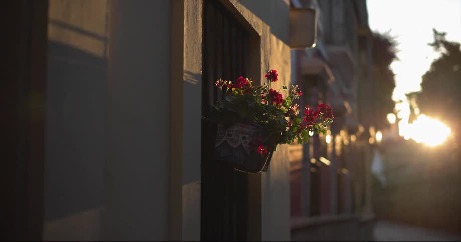 A basket of flowers hangs on a building in a row of homes with the sun shining
