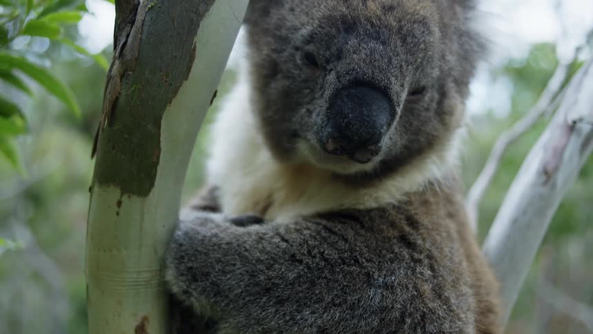 A koala bear is sitting in a tree