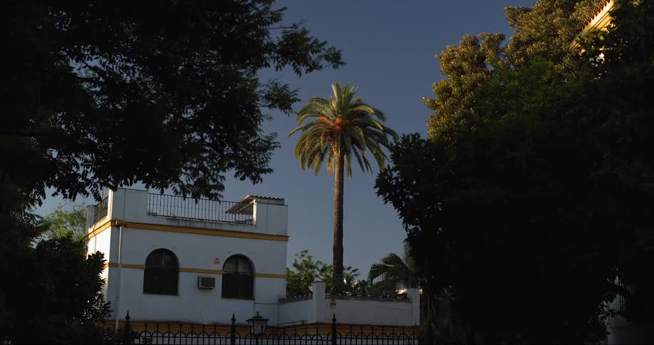 A house in a neighborhood has a palm tree and fence