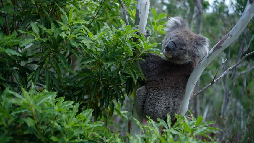 A koala is standing in a tree holding on to a branch