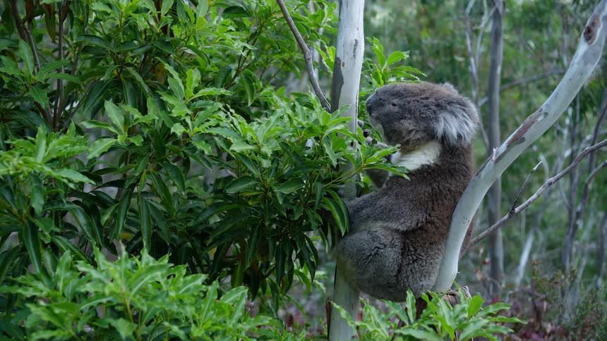 A koala is in a tree in the forest looking around