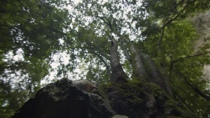 A bird sits on a rock in a forest and then flies off with another bird
