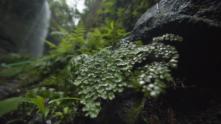 Close up view of leaves in a rainforest is displayed