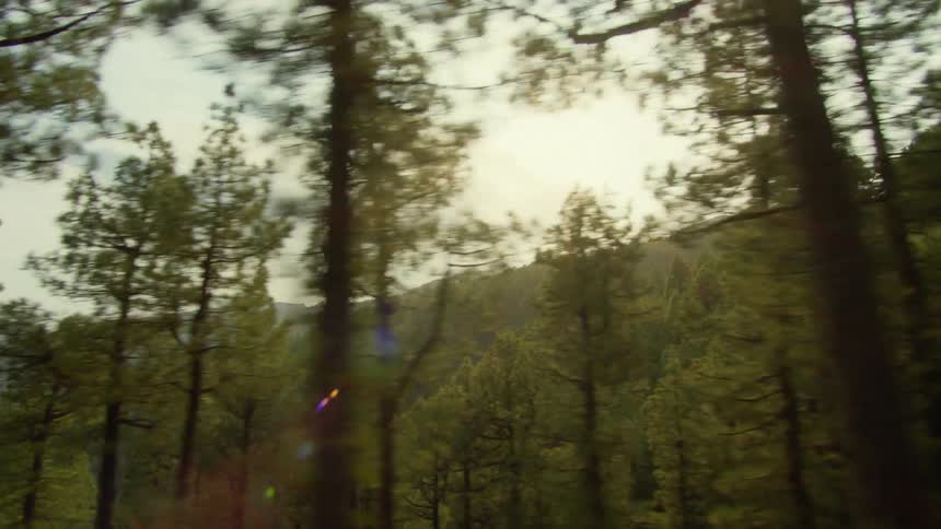 A road is shown in a rural area next to a forest