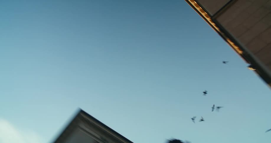 Birds are flying near buildings over a city street
