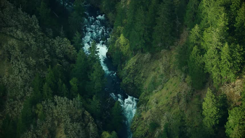 River flows down series of whitewater rapids in conifer forest