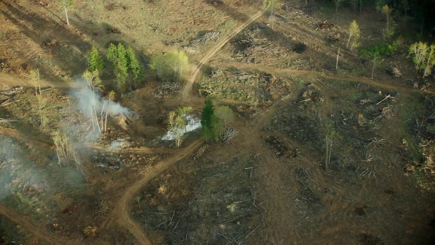 Aerial shot of a clear cut logging tract of land with a burning slash pile as the camera rotates around the scene