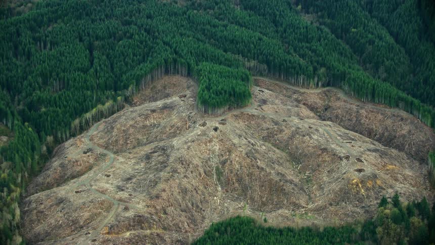 Helicopter aerial shot of a huge swath of land is clear cut and timber is harvested on a mountainside of tall uniform green pine trees deep in the wilderness of the Pacific Northwest