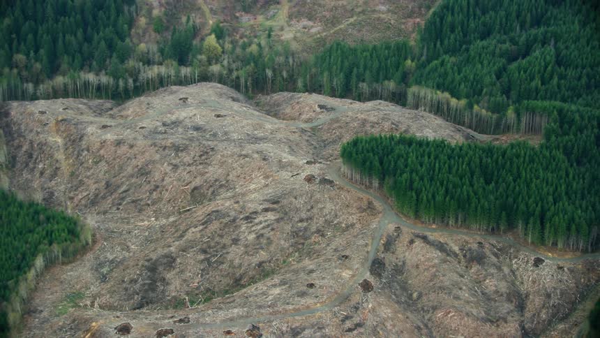 Zoom reveal of a huge clear cut on a mountain side covered in mature pine trees deep in the mountainous wilderness in this environmental aerial shot