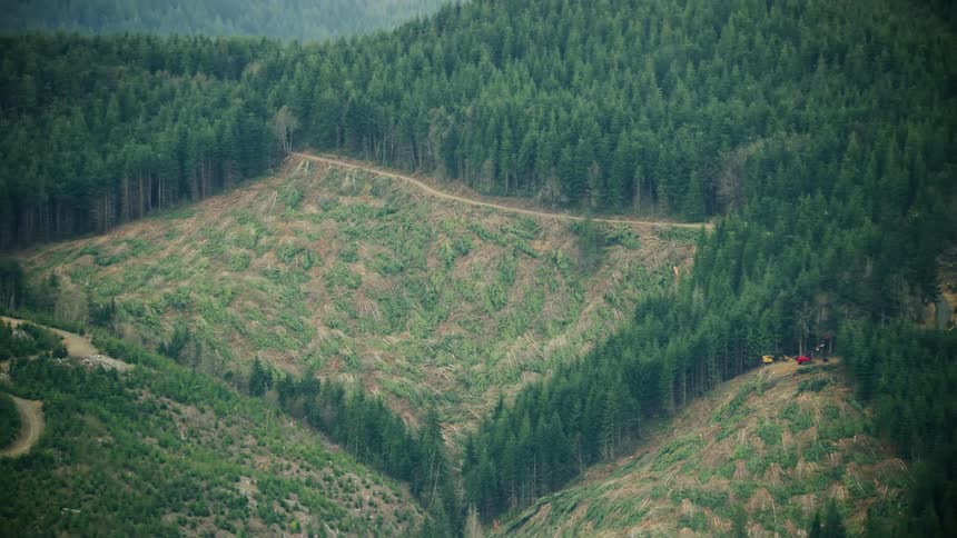 Zoom reveal aerial of recently cut down trees in a large scale clear cut logging operation deep in the Oregon wilderness